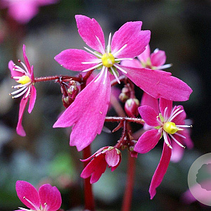Saxifraga c. 'Black Ruby' GM P9