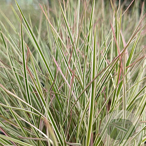 Schizachyrium sc. 'Chameleon' GM P9