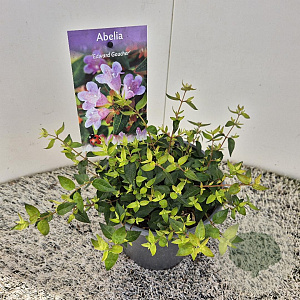 Abelia 'Edward Goucher' 20-25 cm 2,5L