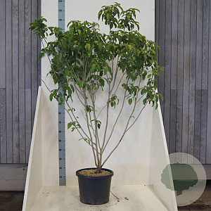 Clerodendrum trichotomum fargesii 150-175 cm 20L meerstammig
