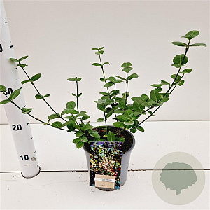 Euonymus fort. 'Vegetus' 20-30 cm C1.5