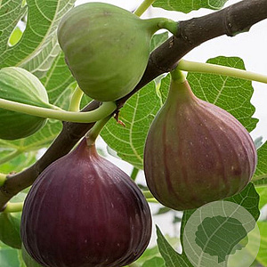 Ficus car. 'Brogiotto Nero' 50-60 cm 5,0L