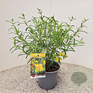 Hypericum kalmianum 'Gemo' 25-30 cm 2,5L