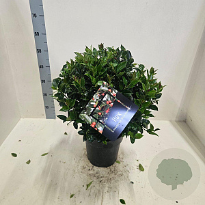 Ilex meserv. 'Mesid' 25 cm 6L met bes