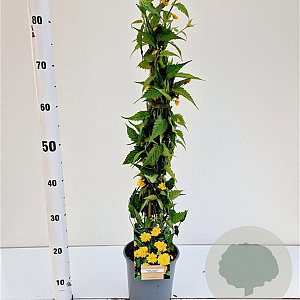 Kerria jap. 'Pleniflora' 40-50 cm 2,5L