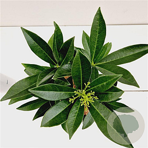 Skimmia confusa 'Kew Green' 20-30 cm 2,0L/ES17
