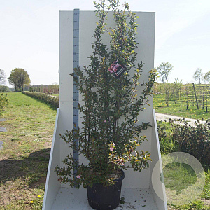 Viburnum bodn. 'Dawn' 200-250 cm cont. 55L meerstammig