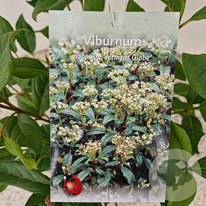 Viburnum globosum 'Jermyns Globe' 25-30 cm 2,5L