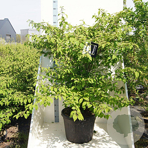 Viburnum plic. 'St Keverne' 125-150 cm cont. 55L meerstammig