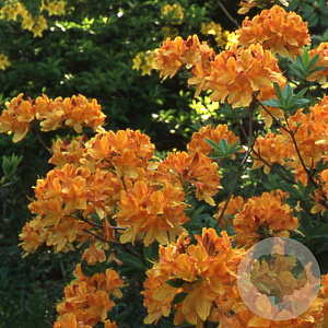 Azalea (M) 'Hortulanus H. Witte' 40 cm 5,0L