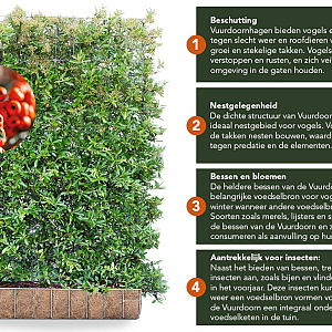 Pyracantha Dart's Red 120x155 Mobilane kant en klaar haag