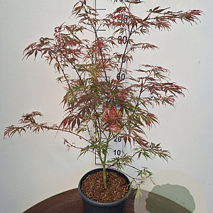 Acer pal. Extravaganza 60-80 cm 5,0L