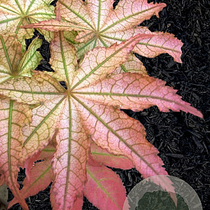 Acer pal. 'Peaches and Cream' 90 cm stam 7,5L