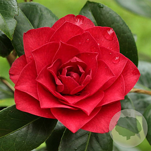 Camellia wil. 'Les Jury' 60-70 cm 5,0L