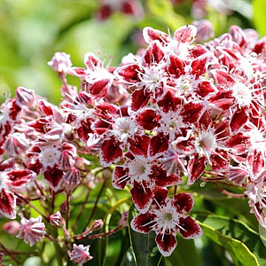 Kalmia lat. 'Galaxy' 30-40 cm 4,0L