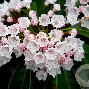 Kalmia lat. 'Zebulon' 25-30 cm 4,0L