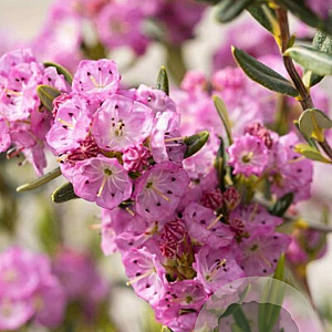 Kalmia polifolia 20-25 cm 2,0L