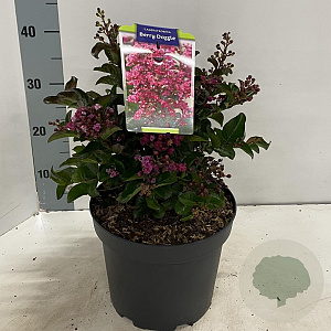 Lagerstroemia Berry Dazzle 30-40 cm 5,0L