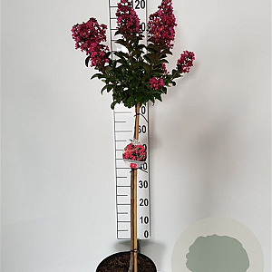 Lagerstroemia Berry Dazzle 80 cm 10L