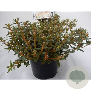 Rhododendron groenl. 'Compactum' 20-25 cm 2,0L