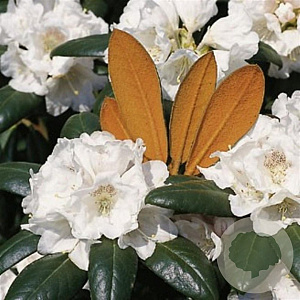 Rhododendron 'Hydon Velvet' 90 cm stam 7,5L