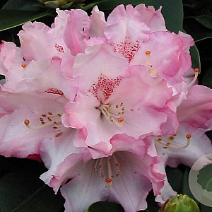 Rhododendron 'Zauberfloete' 90 cm stam 7,5L