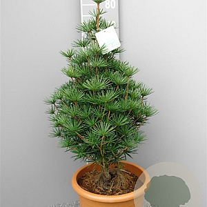 Sciadopitys vert. 'Compacta' 40 cm stam 5,0L