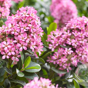 Escallonia laevis Pink Elle 25-30 cm 5,0L