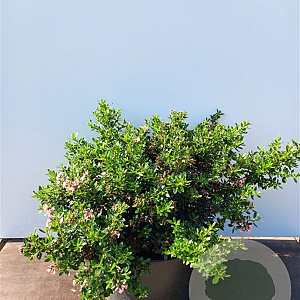Escallonia laevis Showstopper 30-40 cm 10L