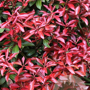 Pieris jap. 'Scarlett O'Hara' 15-20 cm 2,0L