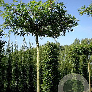 Quercus palustris 16-18 cm draadkluit 240 cm stam dakvorm