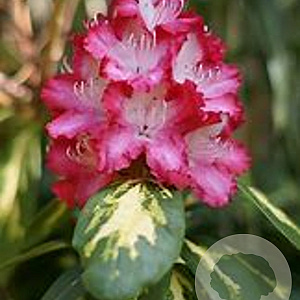 Rhododendron 'President Roosevelt' 60-70 cm 20L