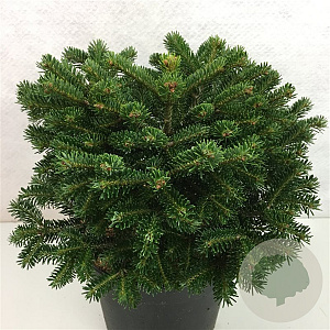 Abies nordmanniana 'Saerling' 30-40 cm 7,5L