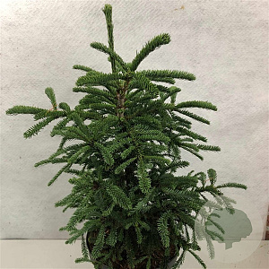 Abies procera 'Rat Tail' 40-50 cm 7,5L