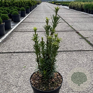 Cephalotaxus h. 'Taranto' 25-30 cm 2,0L