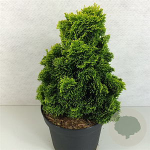 Chamaecyparis o. 'Aurora' 30-35 cm 7,5L