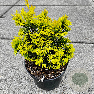 Chamaecyparis obtusa 'Gold Post' 30-40 cm 7,5L