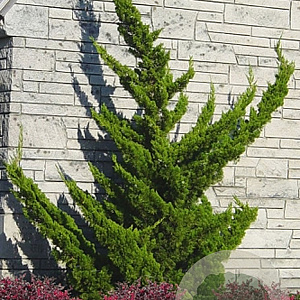 Chamaecyparis o. 'Vokel's Upright' 40-50 cm 7,5L