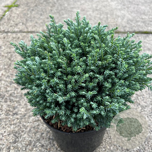 Chamaecyparis p. 'Blue Moon' 30-35 cm 7,5L