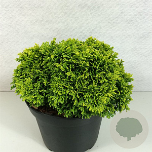 Chamaecyparis p. 'Nana Bergh's' 20-25 cm 3,0L