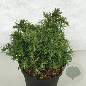 Cryptomeria j. 'Mushroom' 25-30 cm 3,0L