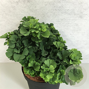 Ginkgo bil. 'Troll' 30-40 cm 10L