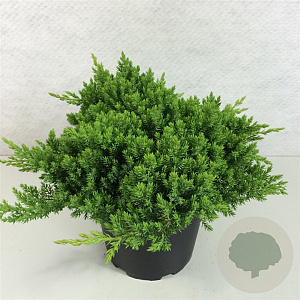 Juniperus procumbens 'Nana' 25-30 cm 3,0L