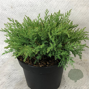Microbiota decussata 'Drew Blue' 20-25 cm 3,0L