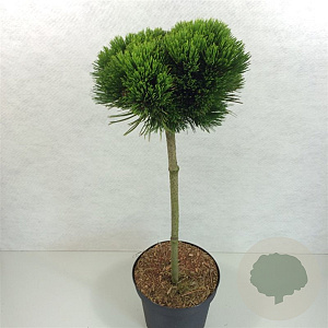 Pinus heldreichii 'Smidtii' 50 cm stam 7,5L
