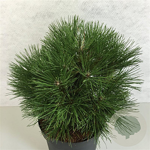 Pinus nigra 'Spielberg' 40-50 cm 10L