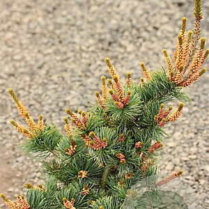 Pinus parviflora 'Bergman's Select' 50-60 cm 10L