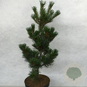 Pinus parv. 'Tempelhof' 70-80 cm 10L