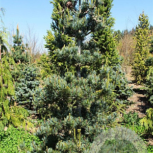 Pinus parv. 'Tempelhof' 70-80 cm 10L