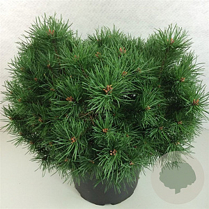 Pinus virginiana 'Top Knott' 25-30 cm 7,5L